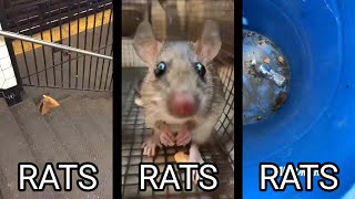 SuperMovie Funny Moments - Rats Shorts Funny Jumpscare and Spider