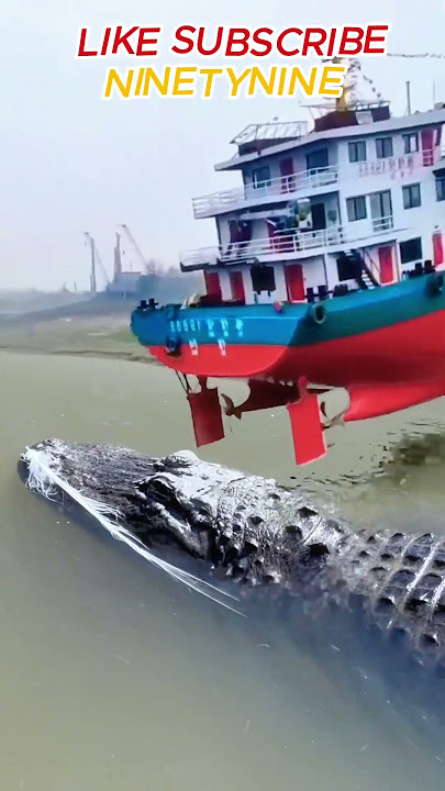 BUAYA terlindas oleh kapal besar #shortvideo #animasi