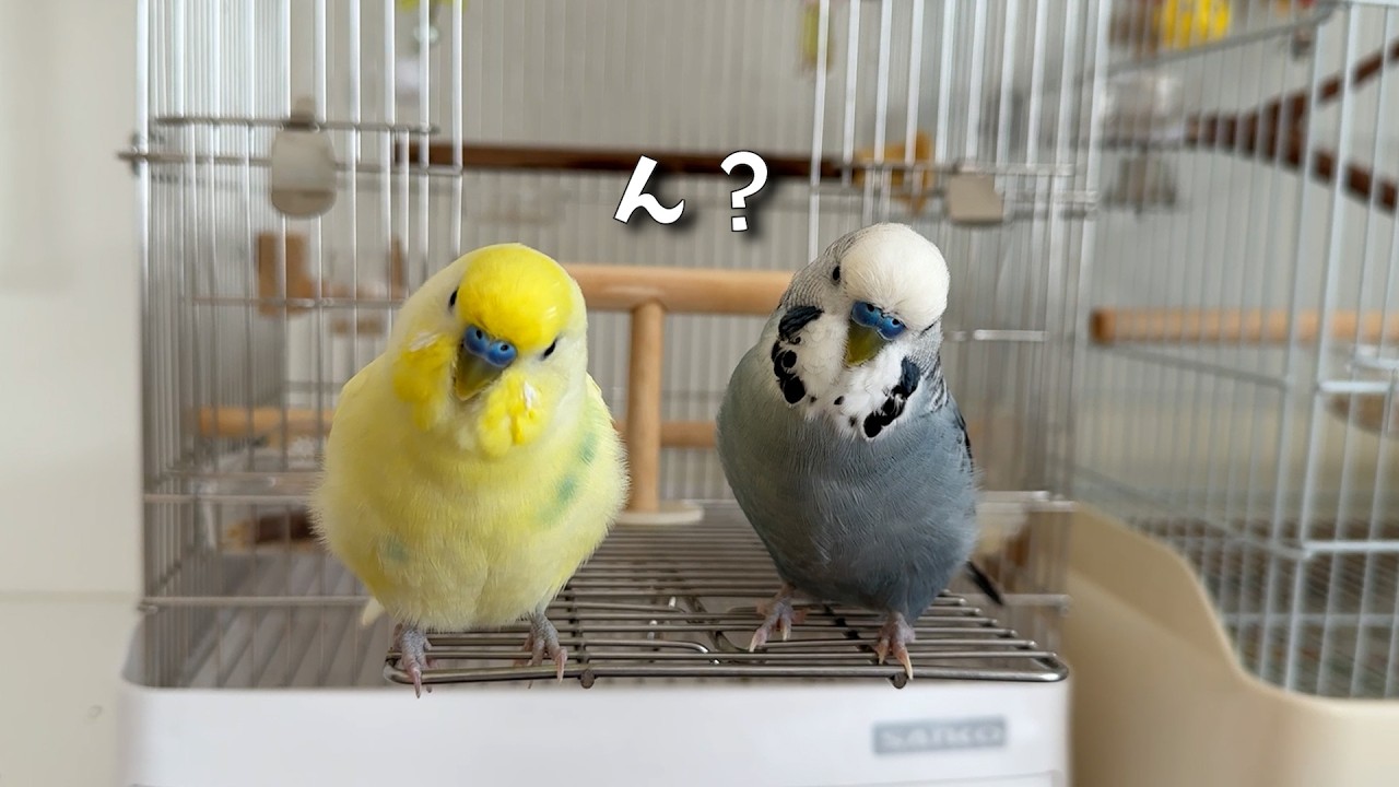 仲良しコンビ】それぞれのほわ毛の取られ方が面白すぎたw - YouTube