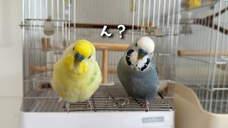 仲良しコンビ】それぞれのほわ毛の取られ方が面白すぎたw - YouTube