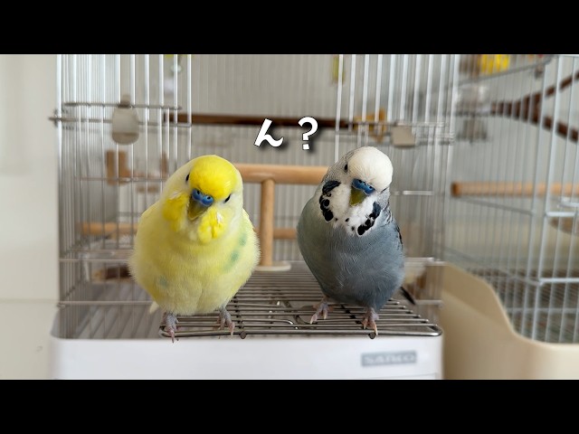 仲良しコンビ】それぞれのほわ毛の取られ方が面白すぎたw - YouTube