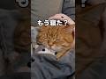 ルナが寝たあと、なにしよう?#癒やし #猫動画 #cat #cute #子ネコ #好きな子猫 #猫好きさんと繋がりたい #猫のいる暮らし #猫のいる生活