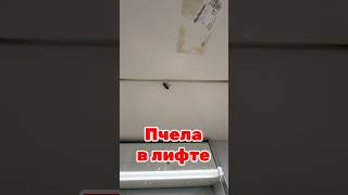Пчела в лифте