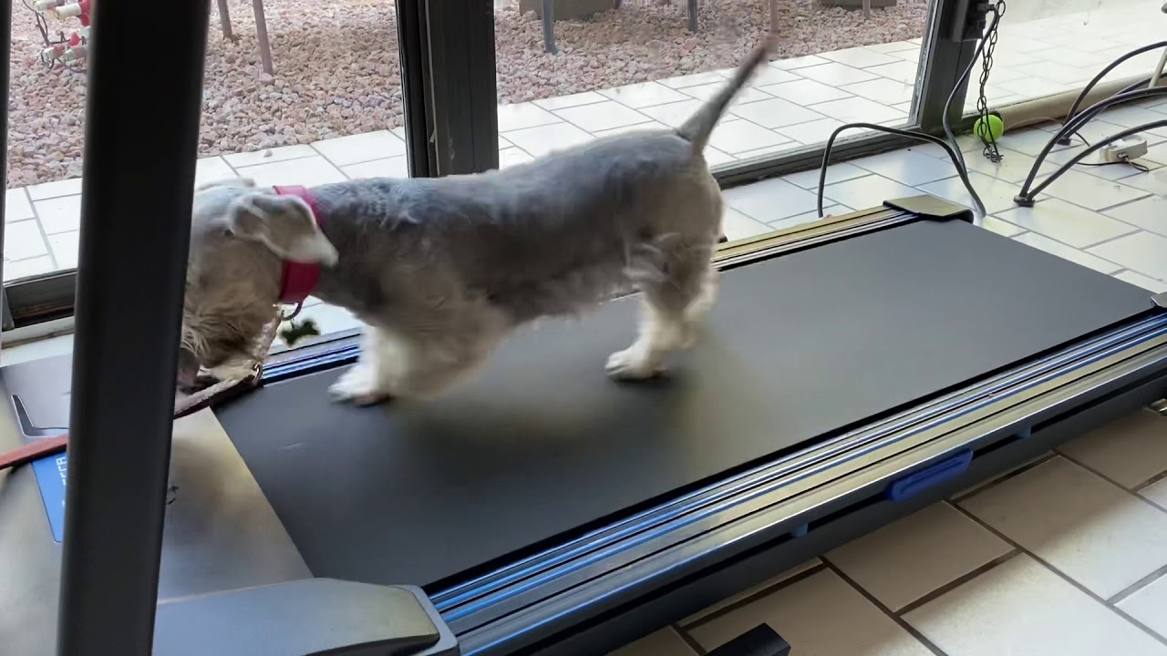 paradise valley schnauzers