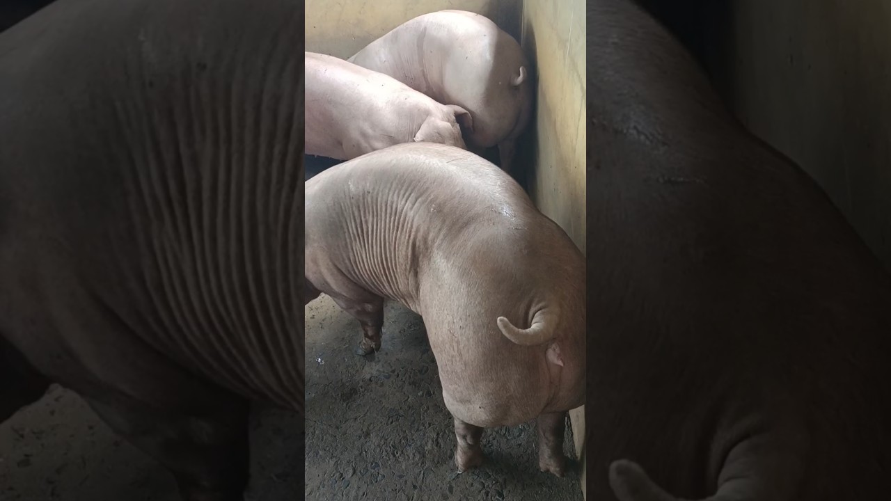 Ngày 05/10: giảm rải rác MB:52-55,MT:51-54,MN:54-57, CPMB:56, CPMN:57,5