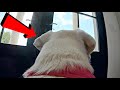 GoPro Left On Labrador Alone In New House!!