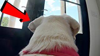 GoPro Left On Labrador Alone In New House!!