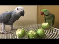 Romeo and Alexandrine parrot eating fresh Guava