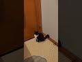 The last of the feral kittens turns one today! took her birthday gift to the bathroom to hide it...