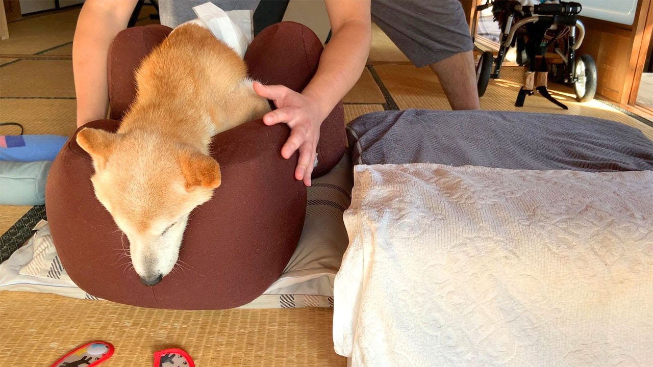老犬介護：最も負担が少ない寝かせ方