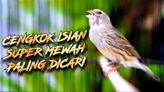 MATERI ISIAN MEWAH JAWARA ! MASTERAN KENARI ISIAN BLACKTHROAT GACOR PALING DICARI #07