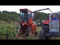 14 Classic Forage Harvesters | Old-Timer Hakseldag Dalen 2018 | + Tillage bonus!