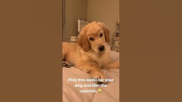 Thumbnail of golden retriever funny reaction to sound|| play this sound and see the reaction of your dog #dog