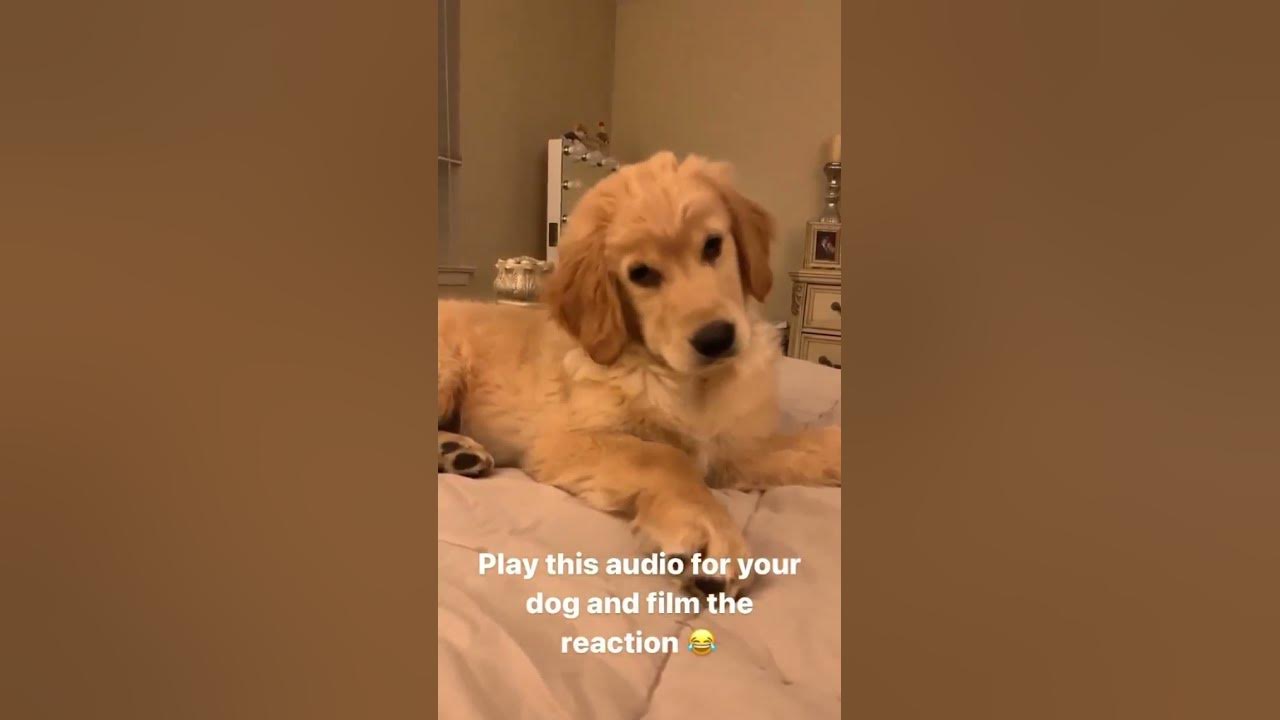 golden retriever funny reaction to sound|| play this sound and see the reaction of your dog #dog golden retriever funny reaction to sound|| play this sound and see the reaction of your dog #dog
