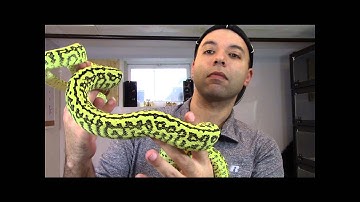 My 2013 Ocelot Zebra Jaguar