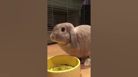 Cute fluffy bunny does silly jump Binky