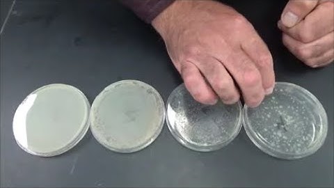 BIOL215L Lab 8 Serial Dilution and Enumeration