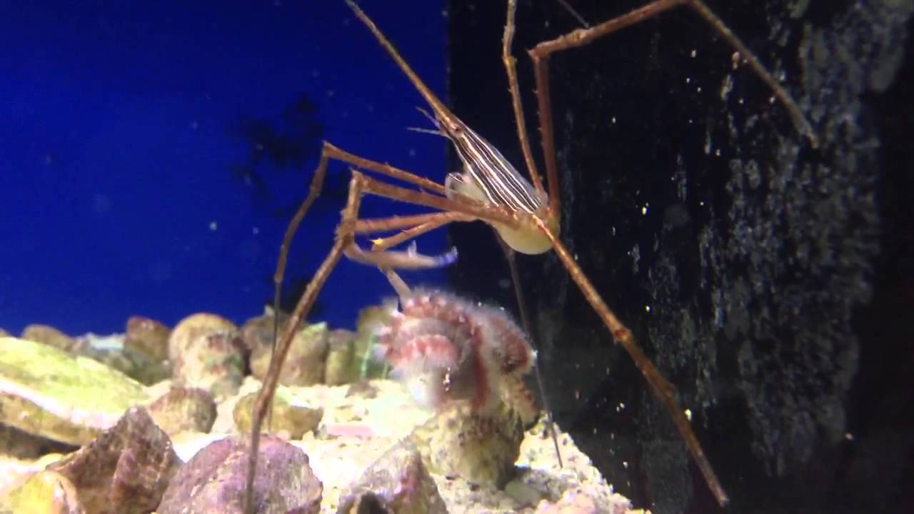 Arrow Crab Eating Bristleworm YouTube