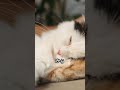 動物の喧嘩