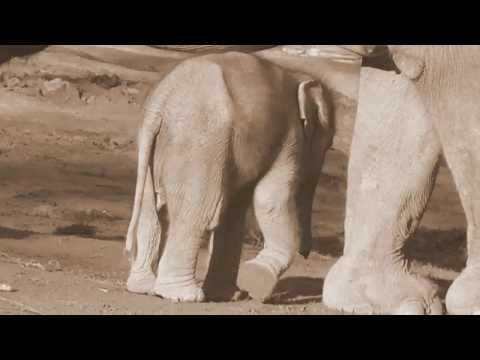 Baby Elephant Lola is stable - http://www.tierp...