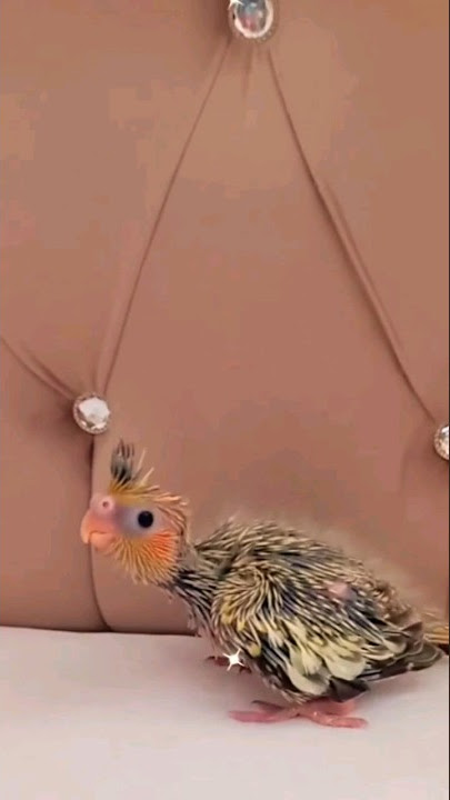 ❤️ #birds #youtubeshorts #bird #subscribe #cockatiel #طيور #طائر_الكوكتيل