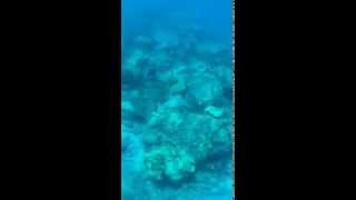 ASKDES | First "Underwater" Periscope on Hawaii 5/20/15 | iPhone6 with Optrix by Body ...