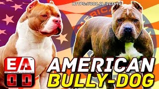 AMERICAN BULLY  Standard ABKC  History, general appearance, care and health