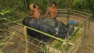 Building The Greatness Buffalo House And Mini Pool- How To Care Buffalo