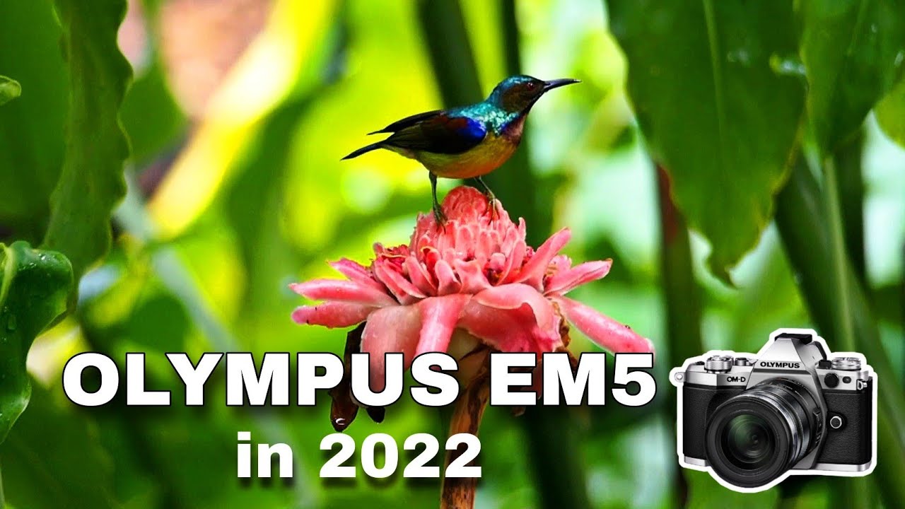 Filming Sunbird with Olympus OMD EM5 original in 2022 | Fort Canning Park | Birding in Singapore