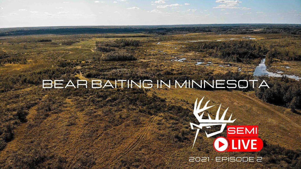 Baiting Bears In Minnesota - YouTube