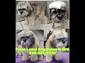 Point Loma Dog Salon N SPA / Bath &amp; Brush / Nail Dremel / Tidy