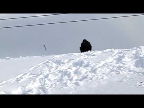 Raven Sliding Down Roof of West 