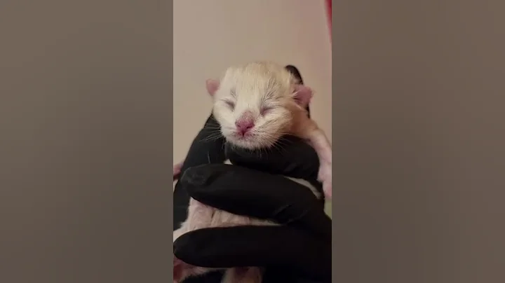 Watch the video about Our first babies Siberian-Neva Masquerade