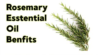 Rosemary Essential Oils & Its Benefits