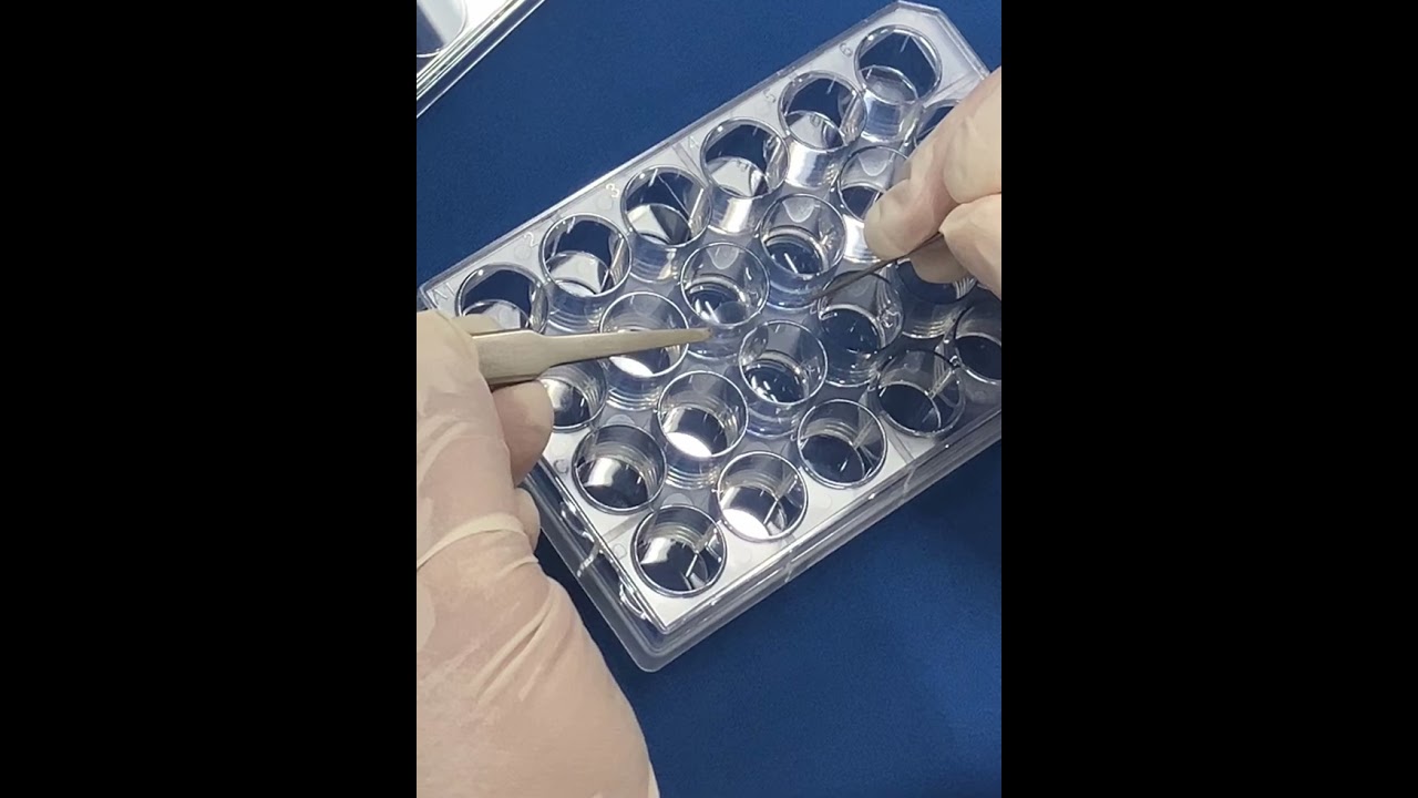膨張顕微鏡法標本作製キット(4x 3D-ExM) Three-Dimensional Expansion
