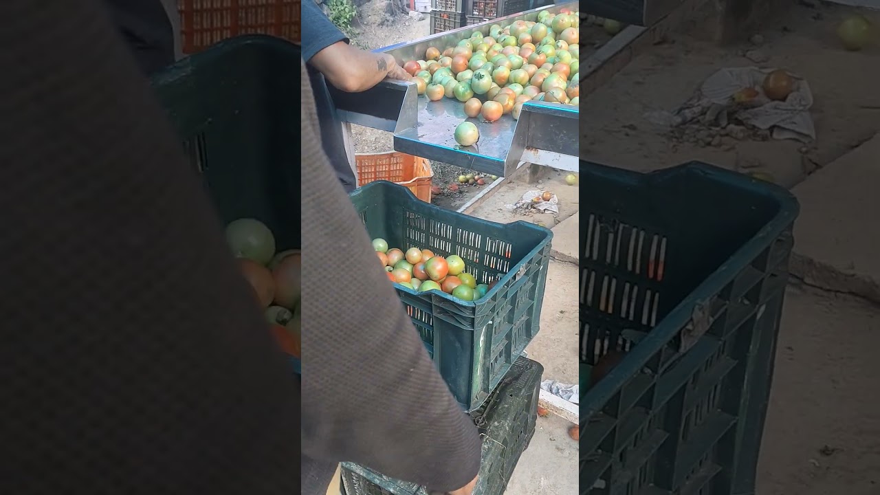 Himachal Pradesh Tomato Callection centre -Tomato Procurement and grading packing, dispatch work .