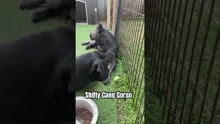 So shifty…..       #corso #dogbreed #dog #canecorsolovers #canecorso #mastiff #shifty #funny y