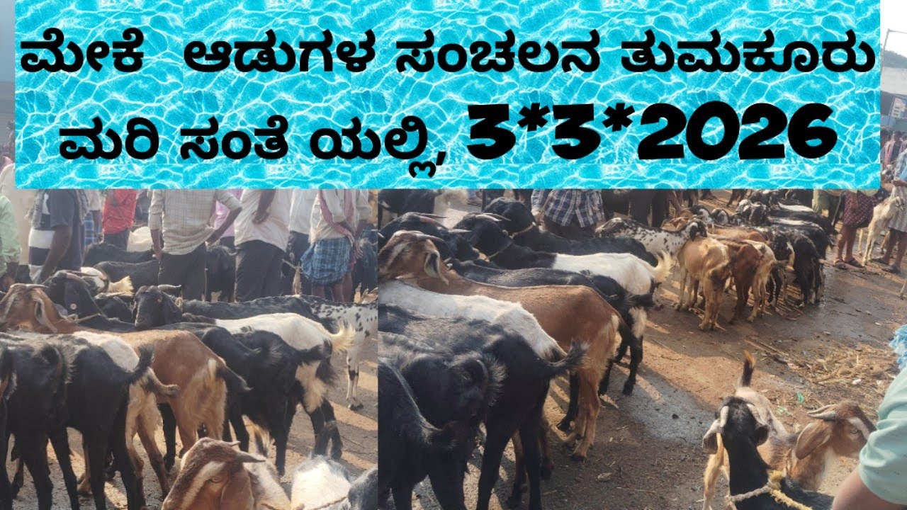 3*3*2026 ರ ತುಮಕೂರು ಮರಿ ಸಂತೆ ನೋಡುಗರ ಗಮನ ಸೆಳೆಯಿತು#@ agrianimals