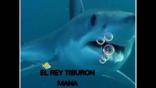 EL REY TIBURON ~ MANA