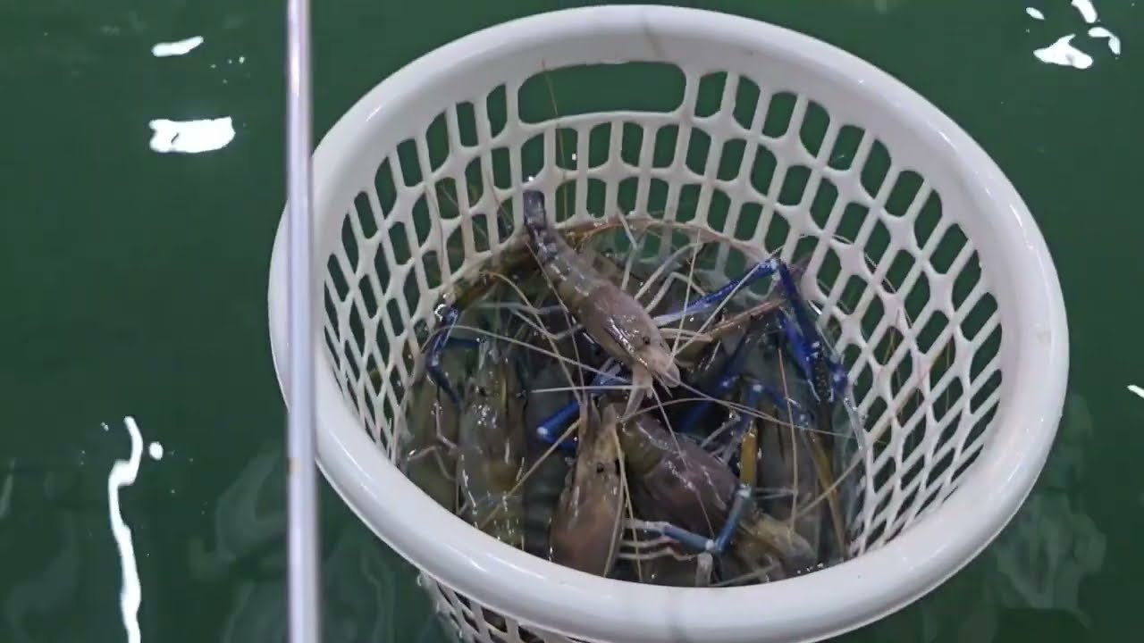 ตกกุ้งบุฟเฟ่ 50 กิโลคันละ 1100 บาท !!!!