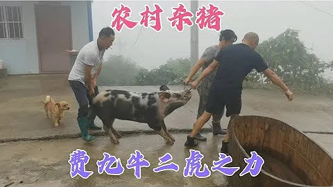 农村杀猪越来越省力，这种方法你见过吗？大叔技术太厉害 - 天天要闻