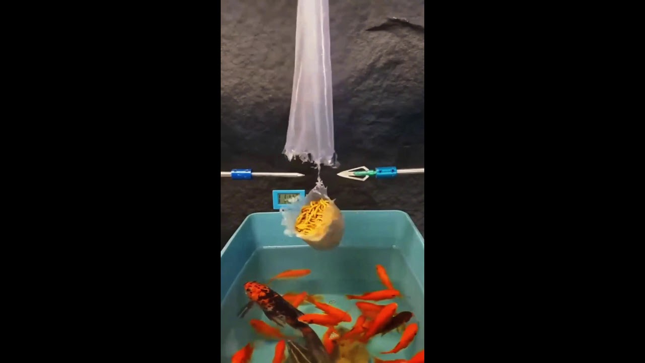 ИГРАЕМ НА СТРИМЕ ШОРТС