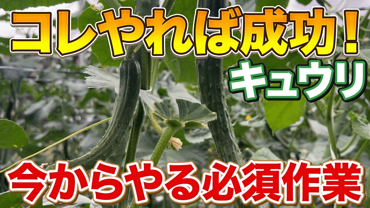 Cucumber Cultivation] A Guide to Maintenance Tasks for Increasing