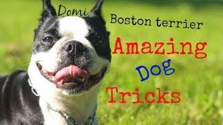 Boston terrier Domi  Amazing dog tricks (part 1)