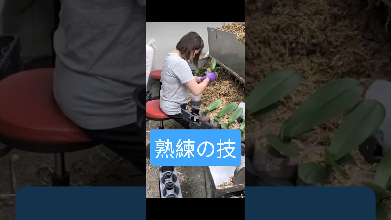 蘭イノベーションパーク #台湾視察 #せき健一郎 #日本維新の会 #農林水産部会長