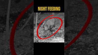 Wild Boar Quietly Digging at Night (Infrared camera)