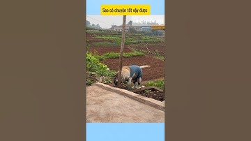 Uổng công tôi thương nó #funny