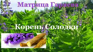 Матрица Гаряева💠Корень солодки🍀Matrix Garyaev💠Liquorice root