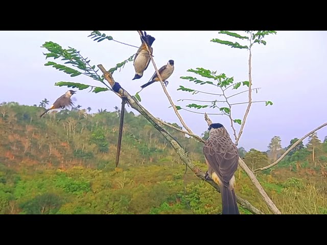 semua burung pasti jinak_pikat KUTILANG ini bungkus RAJA KUTILANG di alam liar #Birdtrap class=