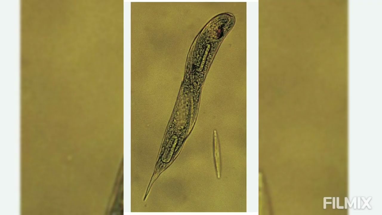Euglena viridis = NUTRITION  1. Holophytic or Autotrophic Nutrition